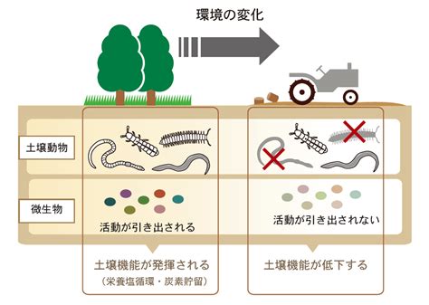 土 動物|土壌の世界